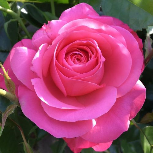 Rosa Palmengarten Frankfurt® - roz - Trandafir copac cu trunchi înalt - cu flori simpli - coroană curgătoare